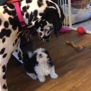 Meet your Posher, Donna